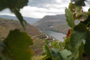 Dourodalen & Amarante - från Porto, Braga eller Guimarães