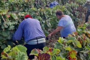 DOURO-TAL: Premium-Weintour, Mittagessen in einem Weingut und private Bootstour