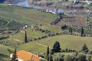 DOURO-TAL: Premium-Weintour, Mittagessen in einem Weingut und private Bootstour