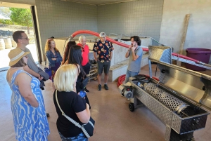 Douro-dalen: Privat omvisning med 3 vingårder og lunsj