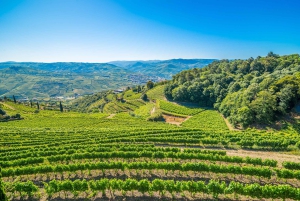 Valle del Douro: tour privato e degustazione guidata di vino e olio d'oliva
