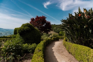 Valle del Douro: tour privato e degustazione guidata di vino e olio d'oliva