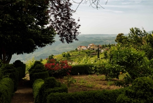 Valle del Douro: tour privato e degustazione guidata di vino e olio d'oliva