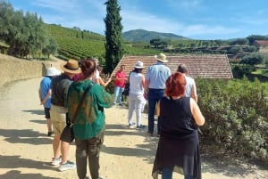 Douro Valley privat tur og vinoplevelse inklusive frokost