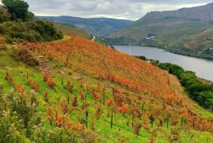 Douro Valley privat tur og vinoplevelse inklusive frokost