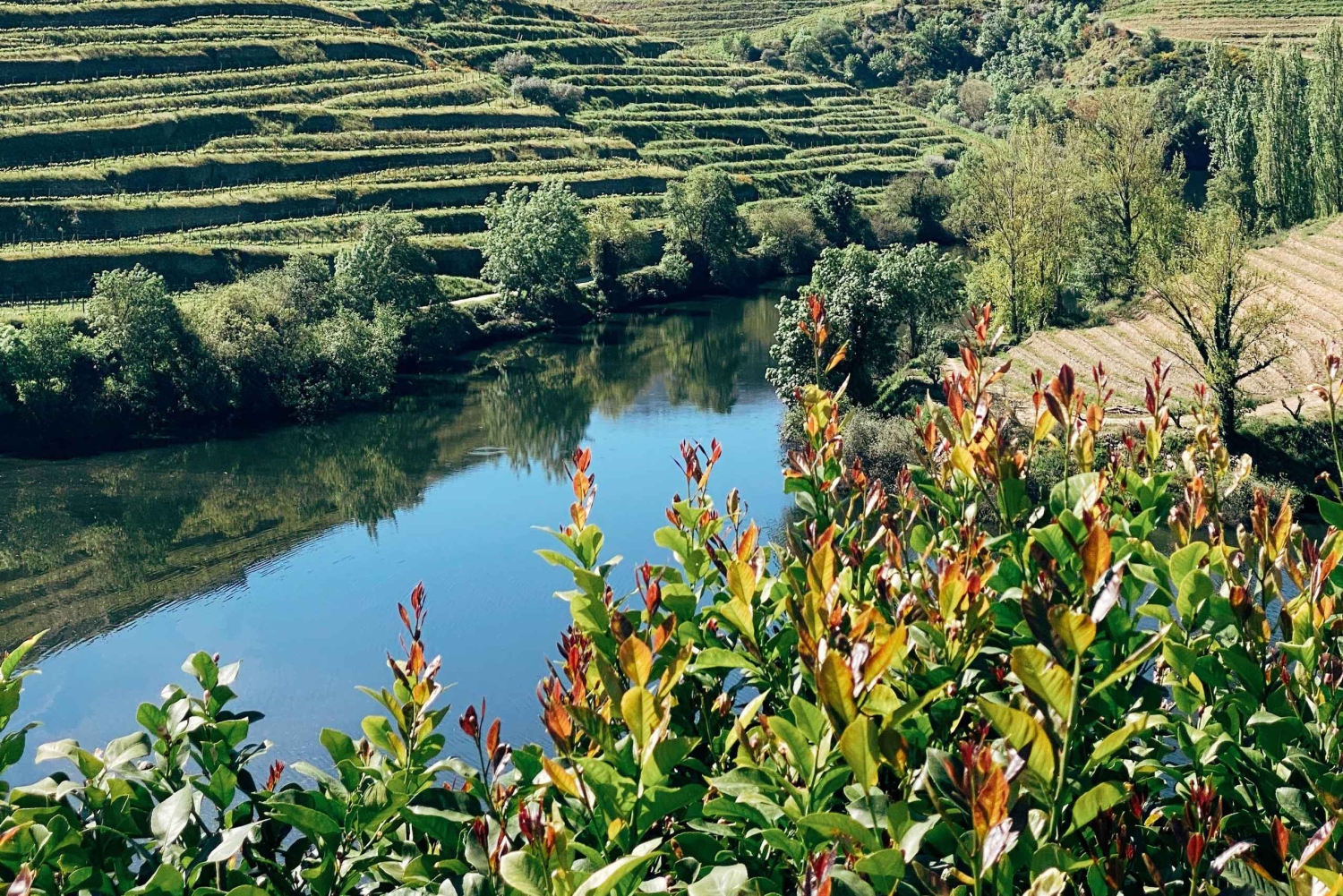 Vallée du Douro : visites privées avec 1 dégustation de vin