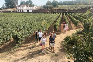 Douro-Tal: Echte Kleingruppe, Weinverkostung, Mittagessen & Boot