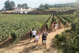 Valle del Duero: Verdadero Grupo Pequeño, Cata de Vinos, Almuerzo y Barco