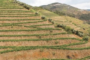 Valle del Duero: Verdadero Grupo Pequeño, Cata de Vinos, Almuerzo y Barco