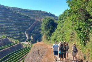 Douro-dalen: omvisning til fots ved solnedgang med en lokal innbygger
