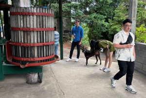 Porto: Smaking av grønn vin og besøk