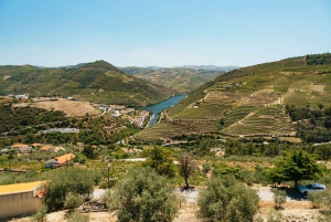 Douro Valley: Wine Tour with Lunch, Tastings & River Cruise
