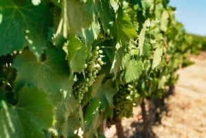 Douro Valley: Wine Tour with Lunch, Tastings & River Cruise
