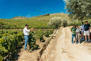 Douro Valley: Wine Tour with Lunch, Tastings & River Cruise