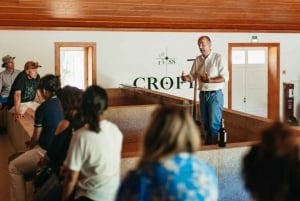 Douro Valley: Wine Tour with Lunch, Tastings & River Cruise