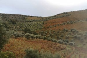 Vintur i Douro-dalen med traditionel frokost
