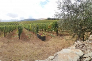 Vintur i Douro-dalen med traditionel frokost