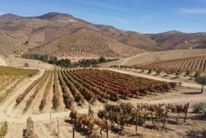 Vintur i Douro-dalen med traditionel frokost