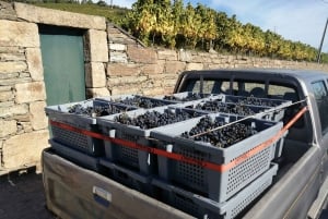 Vintur i Douro-dalen med traditionel frokost