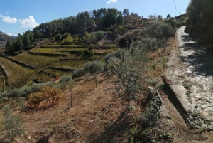 Vintur i Douro-dalen med traditionel frokost
