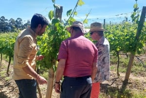 Eksklusiv Vinho Verde-oplevelse (grøn vin) og frokost