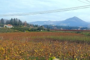 Eksklusiv Vinho Verde-oplevelse (grøn vin) og frokost