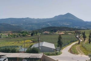 Eksklusiv Vinho Verde-oplevelse (grøn vin) og frokost