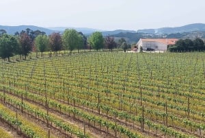 Eksklusiv Vinho Verde-oplevelse (grøn vin) og frokost