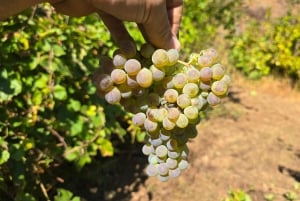 Eksklusiv Vinho Verde-oplevelse (grøn vin) og frokost