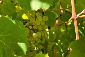 Eksklusiv Vinho Verde-oplevelse (grøn vin) og frokost