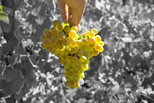 Eksklusiv Vinho Verde-oplevelse (grøn vin) og frokost