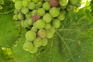 Da Gaia Tour della Valle del Douro Degustazione di vini Crociera sul fiume Pranzo