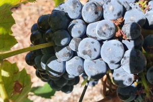 Da Gaia Tour della Valle del Douro Degustazione di vini Crociera sul fiume Pranzo