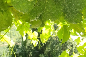 From Gaia Douro Valley Tour Wine Tasting River Cruise Lunch