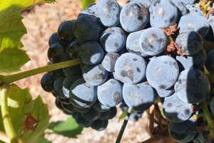 From Gaia Douro Valley Tour Wine Tasting River Cruise Lunch
