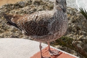 Fra Lisboa: Porto Transfer med Óbidos & Nazaré Tours