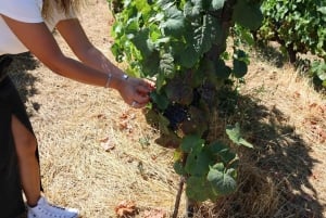 From Porto: 2 Boutique Wineries w/ Winery Lunch & 1-h cruise