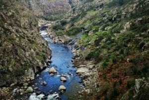 Von Porto: Aveiro-Boot, Paiva-Hängebrücke & Wanderwege