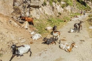 From Porto: Aveiro, Paiva Walkways and Arouca 516 Footbridge