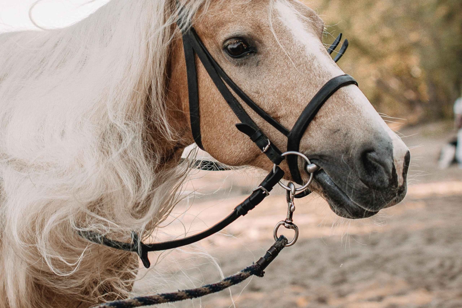 From Porto: Beach Horseback Ride + Brunch + Pickup