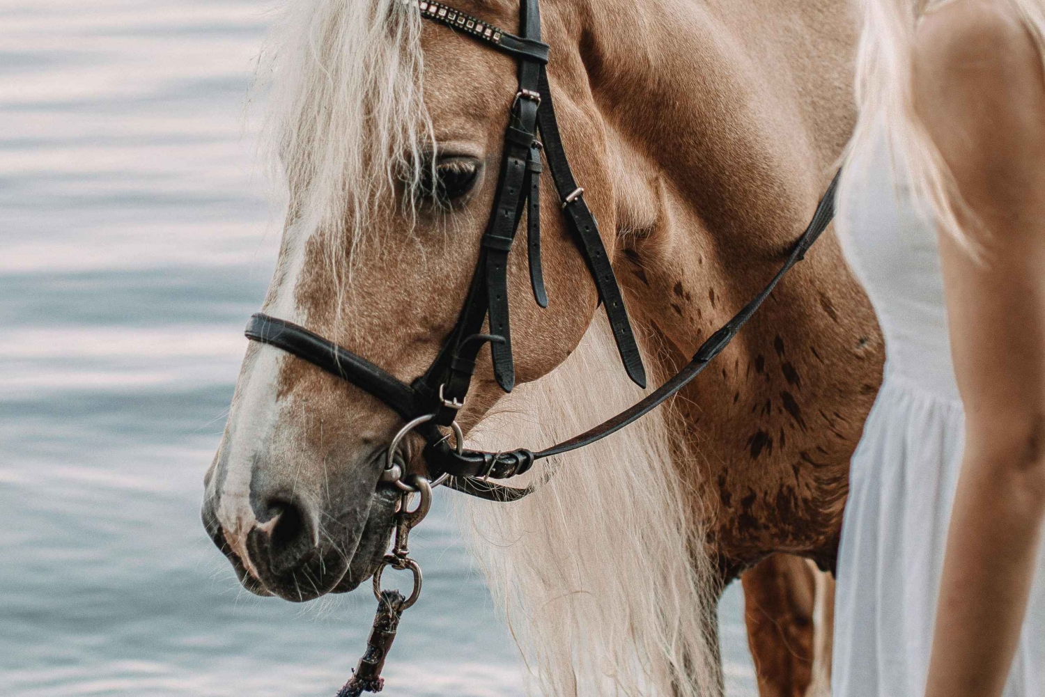 From Porto: Beach Horseback Ride + Brunch + Pickup