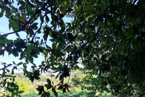 Från Porto: Braga och Guimarães dagsutflykt med lunch