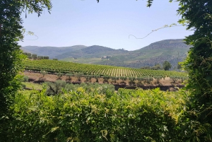Von Porto aus: Douro Valley 3 Vineyards Tour mit Mittagessen