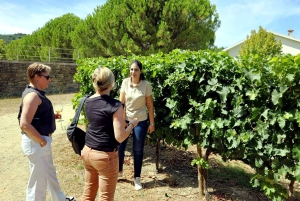 Fra Porto: Douro-dalen – tur til tre vingårder med lunsj