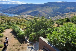 Depuis Porto : Vallée du Douro avec vignobles, déjeuner et excursion en bateau