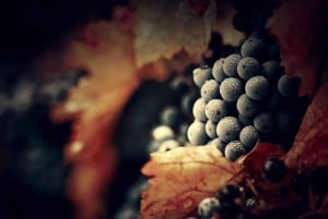 Wycieczka do doliny Douro – późny start