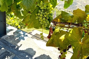 Depuis Porto : Visite privée de la vallée du Douro avec 3 vignobles et déjeuner