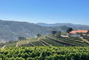 Depuis Porto : Visite privée de la vallée du Douro avec 3 vignobles et déjeuner