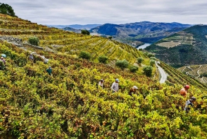 Depuis Porto : Vallée du Douro avec vignobles, déjeuner et excursion en bateau