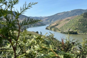Depuis Porto : Vallée du Douro avec vignobles, déjeuner et excursion en bateau